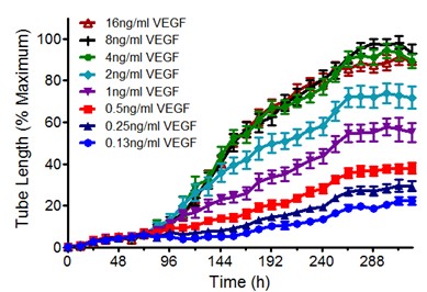 不同浓度的血管内皮生长因子(vegf)对血管新生的动态作用.