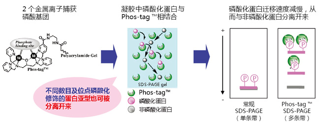 phos-tag原理