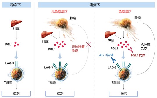 t_cells___lag3___liver___cancer__eb_mit_text_groesser_final.jpg