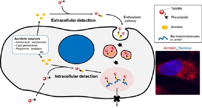 FNA_67942_1.jpg