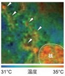 FNA_63732_8.jpg