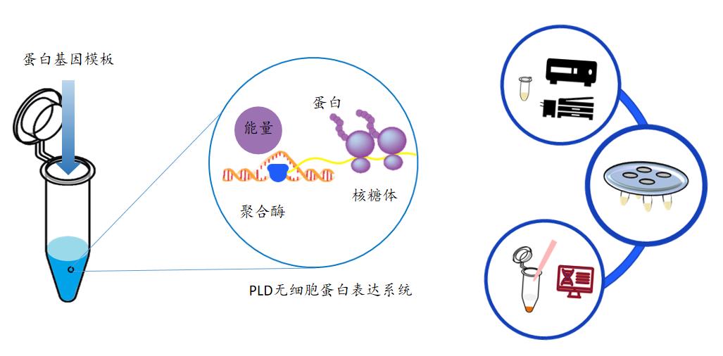 1715763325599.jpg PLD无细胞蛋白表达试剂盒(高通量版)