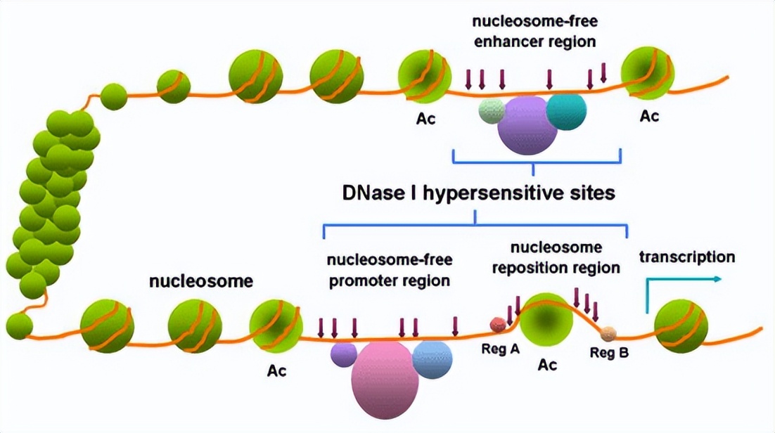 逐典小课堂 | Pannarase全能核酸酶与DNA酶的差异介绍