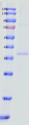 36de51d9-819b-45a2-b3d6-91d6e14ee32a.png_104xaf.png