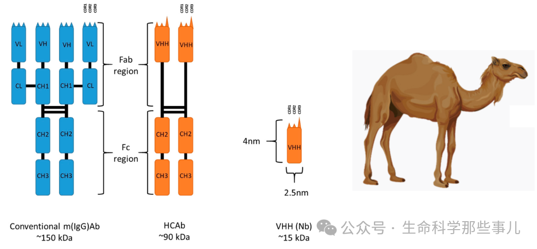 图2,常规抗体、重链抗体和纳米抗体的示意图.png